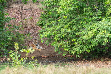 wild bengal male tiger or panthera tigris cub sitting in winter season safari at bandhavgarh national park forest reserve madhya pradesh india asia