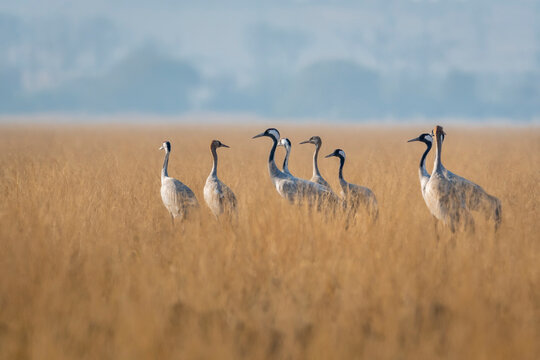 Demoiselle crane or Grus virgo flock or family in open field or grassland of Tal Chhapar sanctuary churu rajasthan India