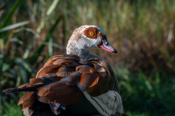 Portrait of an adult male Nile or Egyptian goose (Alopochen aegyptiaca) against the backdrop of coastal vegetation