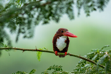 White throated or breasted kingfisher or halcyon smyrnensis bird portrait in natural green background in winter season safari at keoladeo national park forest bharatpur bird sanctuary rajasthan india
