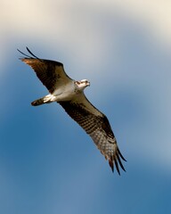 Raptors soar across the sky at high speed. 
