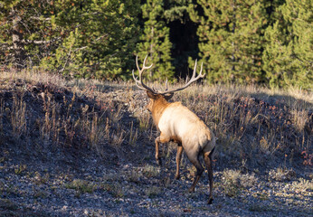 Bull Elk During the Rut in Wyoming in Autumn