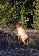 Bull Elk During the Rut in Wyoming in Autumn