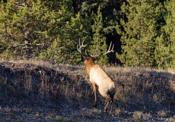 Bull Elk During the Rut in Wyoming in Autumn