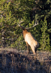 Bull Elk During the Rut in Wyoming in Autumn