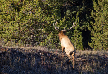 Bull Elk During the Rut in Wyoming in Autumn