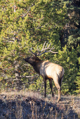 Bull Elk During the Rut in Wyoming in Autumn