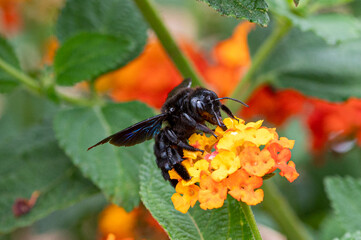 Male Violet Carpenter Bee, Xylocopa violacea, feeding from orange lantana flowers. Milna, Brac Island, Croatia