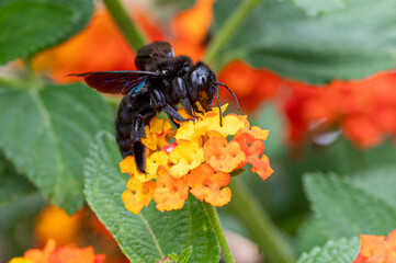 Male Violet Carpenter Bee, Xylocopa violacea, feeding from orange lantana flowers. Milna, Brac Island, Croatia