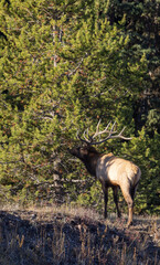 Bull Elk During the Rut in Wyoming in Autumn