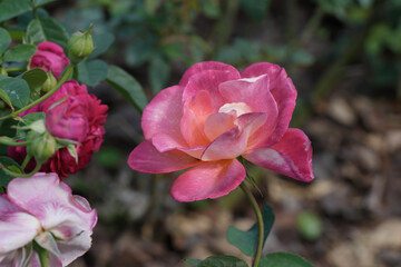 pink rose flower blossom in the garden