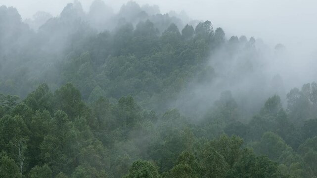 Thick fog rolls across the forest in the Blue Ridge Mountains of North Carolina.