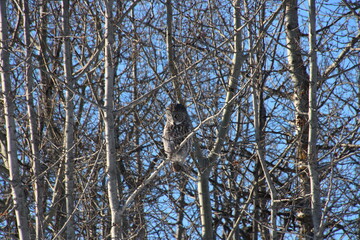 bird on a tree