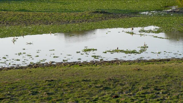 Wetland of Assam with birds in their regular activities