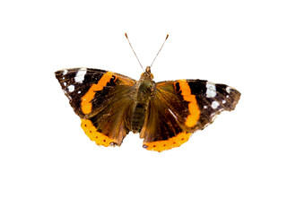 Naklejka premium Admiral ,Vanessa atalanta butterfly isolated on transparent background