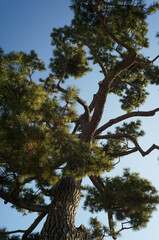 tree in the forest