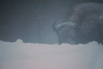 An American bison looking at the camera during a snow storm in black and white. © Lina