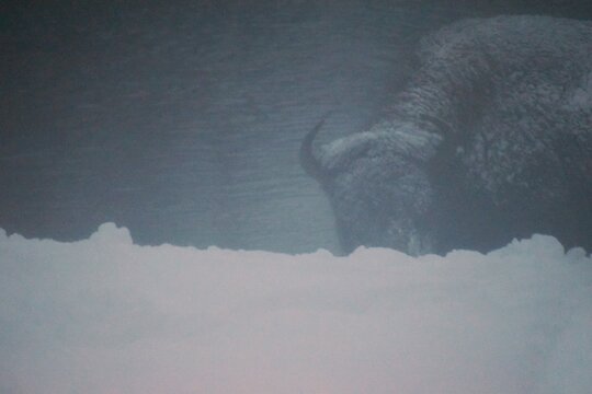 An American bison looking at the camera during a snow storm in black and white. - Powered by Adobe