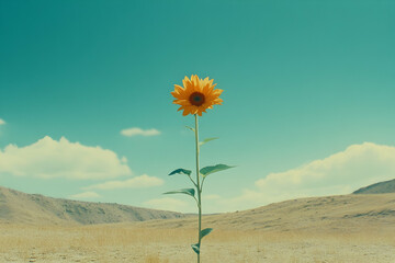 Single sunflower standing tall in arid landscape under a vibrant sky; resilience, hope, and nature's strength.