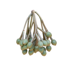 Cluster of young durian flower buds on transparent background (PNG File)