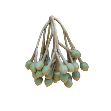 Cluster of young durian flower buds on transparent background (PNG File)