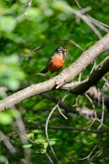 robin on a branch