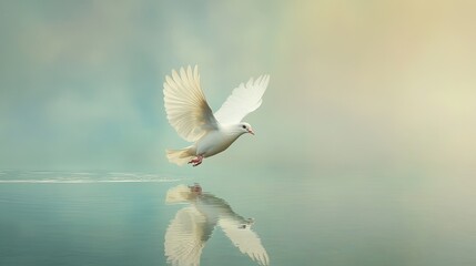 Obraz premium Majestic white dove soaring gracefully above a tranquil lake, reflecting the serenity of the moment in still water