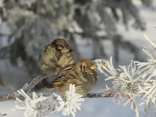 owl in snow