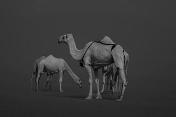 camels in the desert