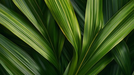 Lush Green Tropical Plant Leaves Texture