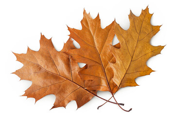 Autumn oak leaf isolated on white background. Fall season foliage. Top view. Flat lay