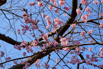 many pink sakura cherry blossom flowers bloom in spring in Japan with blurred background