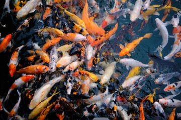 many colorful koi fishes swimming in a dark background pound