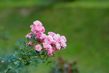 Obraz premium pink rose flower blossom in the garden