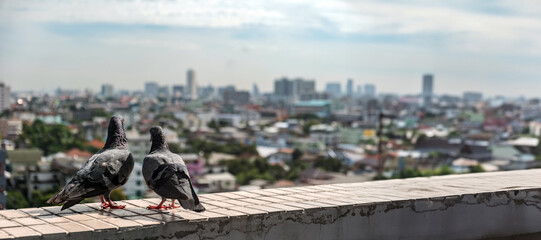 couple of urban pigeons stay together on the roof top of the business company building in the big city