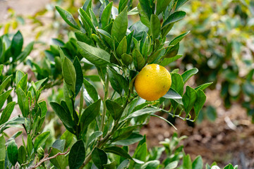 oro blanco pomelo citrous tree plant ripe fruit by sunshine. Hybrid grapefruit