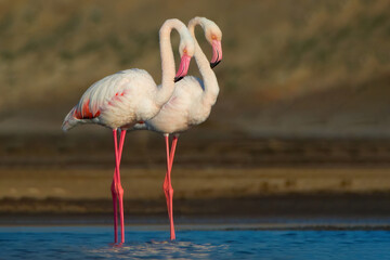 Flamingo Pair