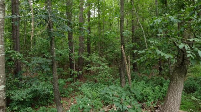 Dolly motion drone shot flying through thick deciduous forest in North Carolina on the east coast of North America.