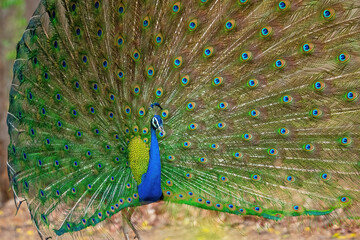 Obraz premium Indian Peafowl dancing