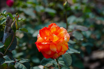 orange  rose  flower blossom in the garden