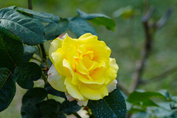  yellow rose  flower blossom in the garden