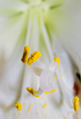 K&ouml;nigin der Nacht