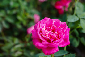 pink rose flower blossom in the garden