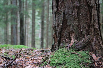 moss on tree trunk