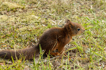 Junges Eichhörnchen