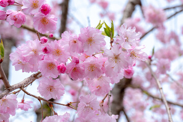 春満開の桜の美しい花々のクローズアップ