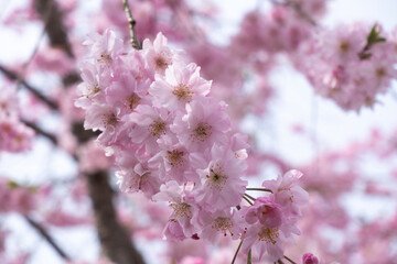 春色に染まる枝垂桜のクローズアップ