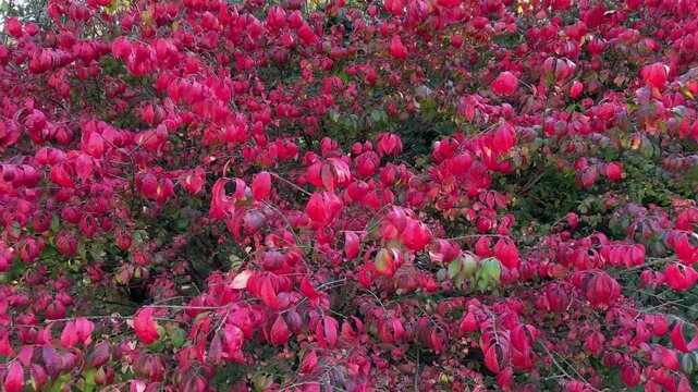 Winged euonymus bush with green and red leaves in park