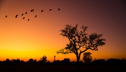 sunset in africa, safari with wild animals. flock of birds against the background of sunset in the savannah.Amazing. Panorama silhouette tree in africa.