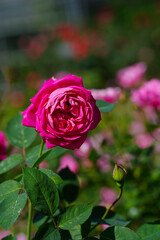 pink rose flower blossom in the garden